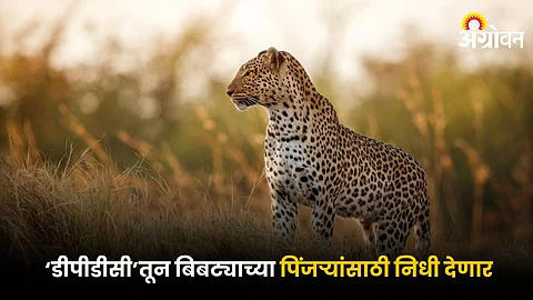 Leopard