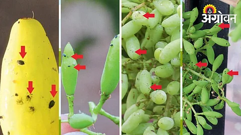 Grape Aphid Pest