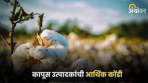 Cotton