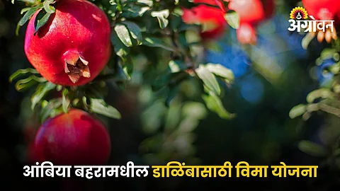 Pomegranate