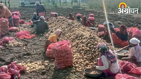 Potato Cultivation