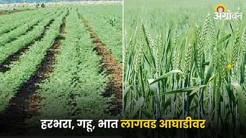 Agriculture Cultivation