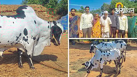 Dangi Cow Conservation