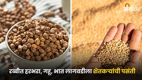 Chana And Wheat