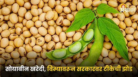 Soybean