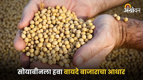 Soybean