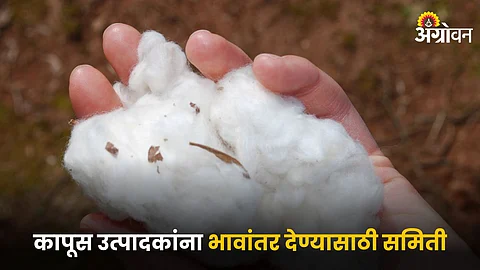 Cotton