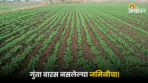 Agriculture Land