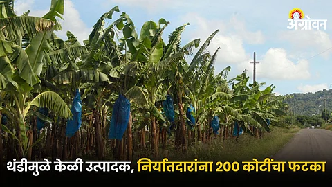 Banana Orchard