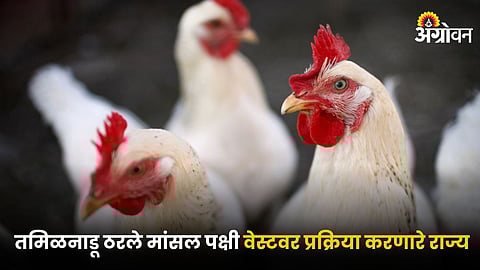 Poultry Farming