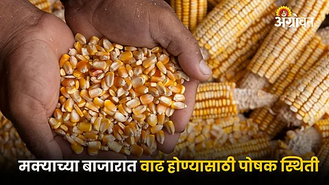 Maize