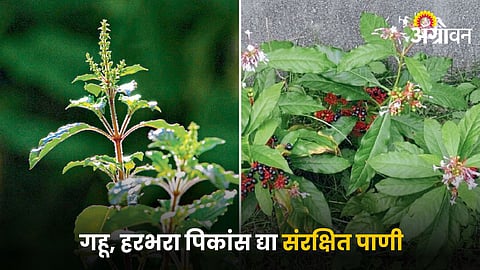 Serpgandha and Tulsi