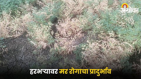Chana Wilt Disease