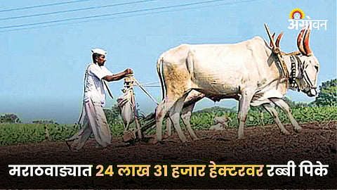 Rabi Season
