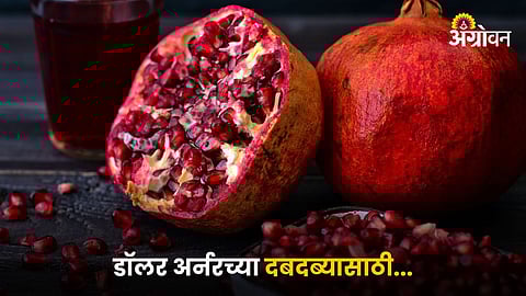 Pomegranate