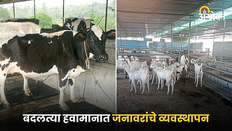 Livestock Management
