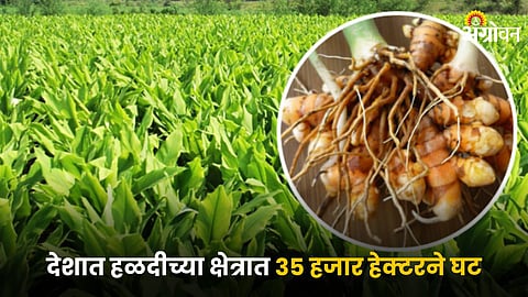 Turmeric Production