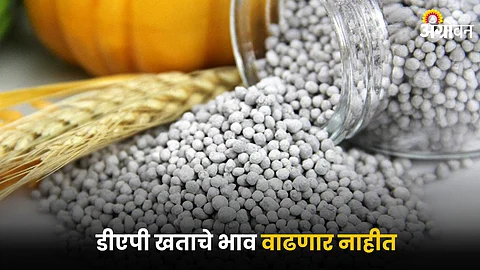 DAP Fertilizer