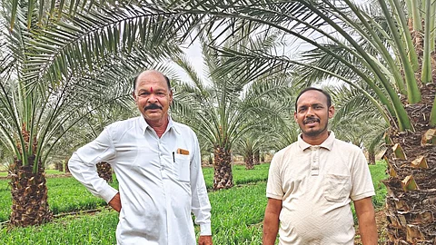 Date Farming