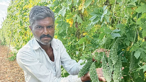 Bitter Gourd Farming