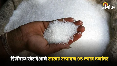 Sugar Production