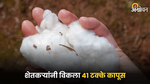 Cotton
