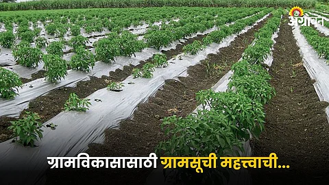 Agriculture