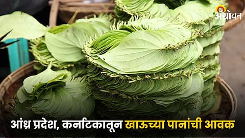 Betel Leaf