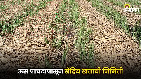 Sugarcane Waste Management