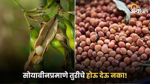 Soybean and Tur