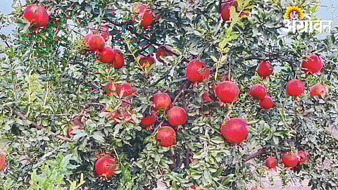 Pomegranate