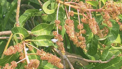 Agricultural Adivisary