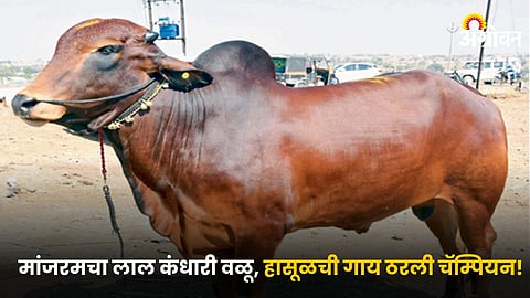 Kandhari Bull