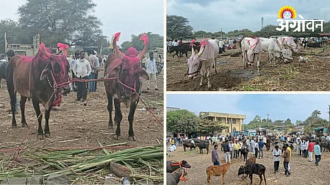 Livestock Market