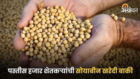 Soybean Market