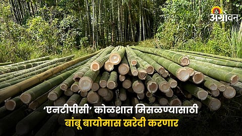 Bamboo Biomass