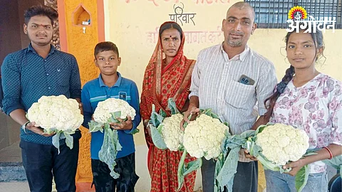Vegetable Farming