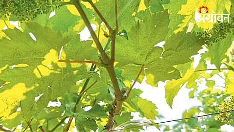 Grape Orchard
