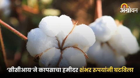 Cotton