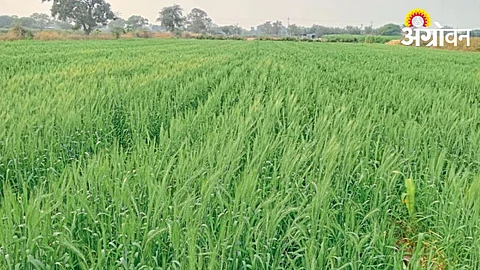 Rabi Season