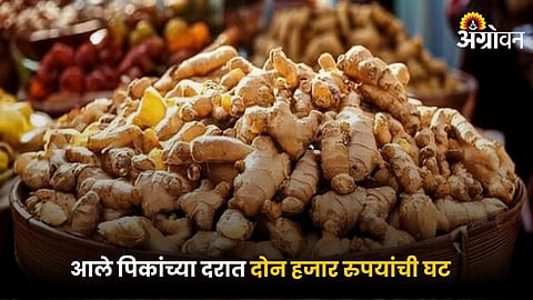 Ginger Market