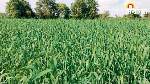 Rabi Crop