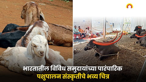Animal Husbandry