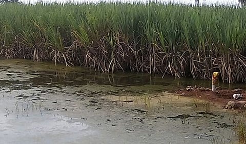 Flood Affect Farmers