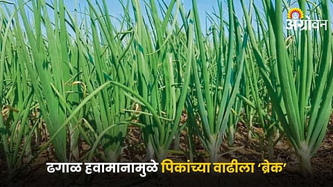 Agriculture
