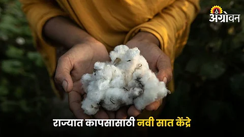 Cotton Center