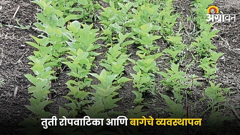 Mulberry Cultivation