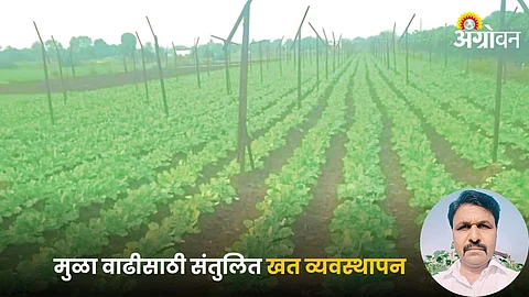 Radish Farming