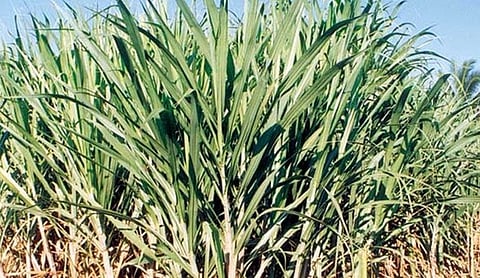 Sugarcane Loan Rates