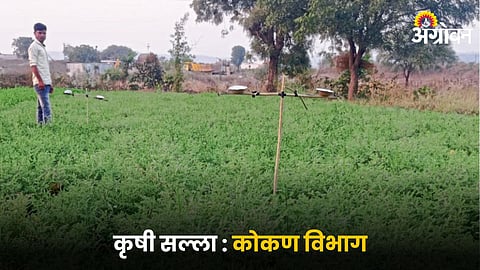 Chana Crop